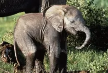 nature animals elephants baby elephant baby animals 1920x1080 wallpaper Art HD Wallpaper